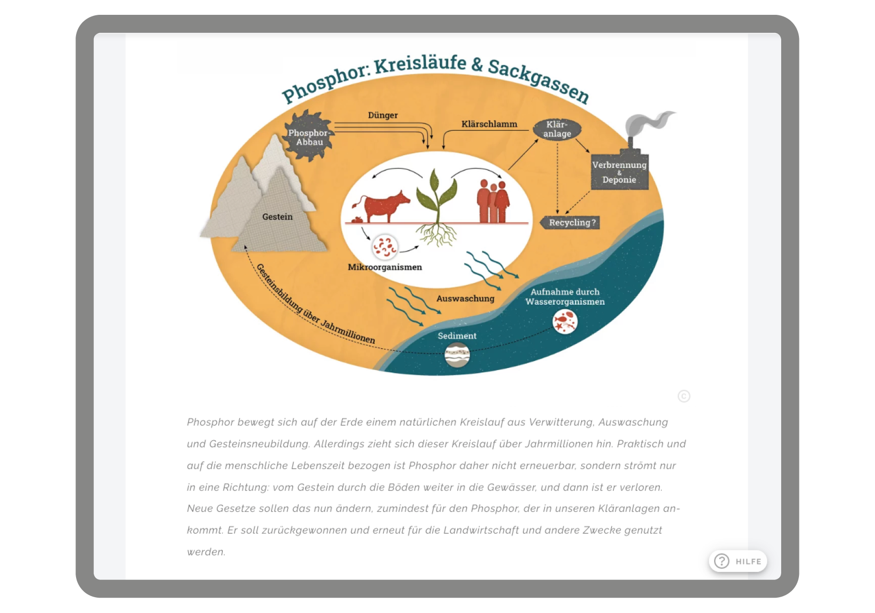 Infografik zum Phosphorkreislauf